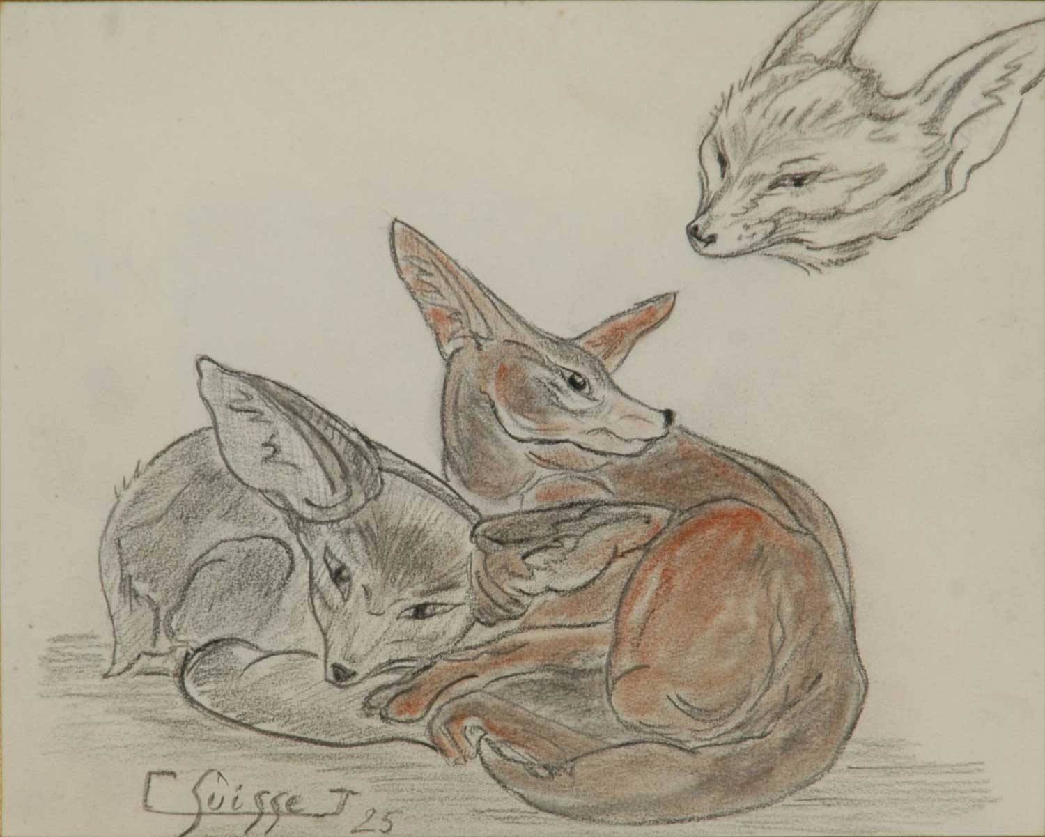 Fennecs. 1925.