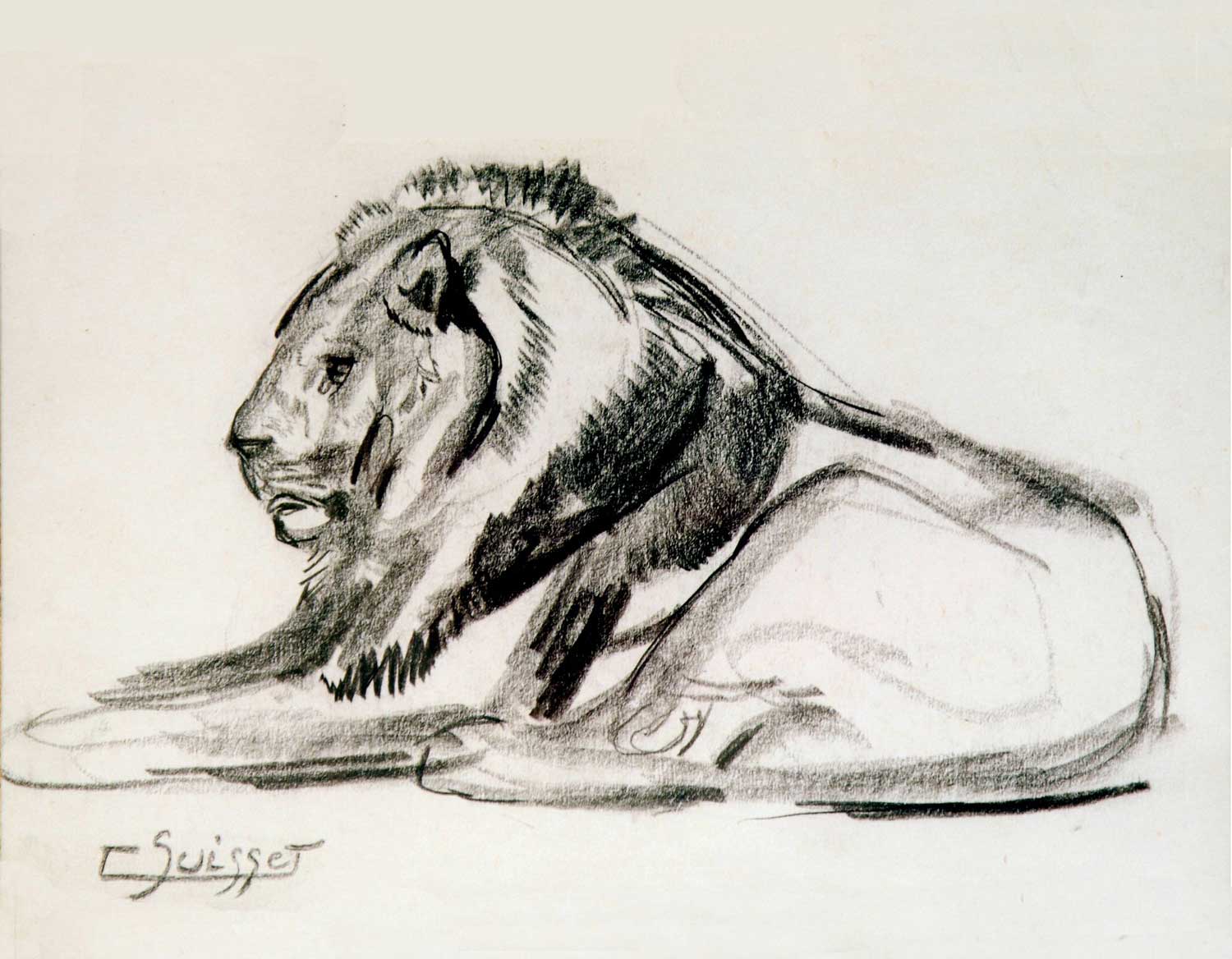Lion couché.