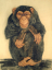 Gaston SUISSE (1896-1988) - Chimpanzé