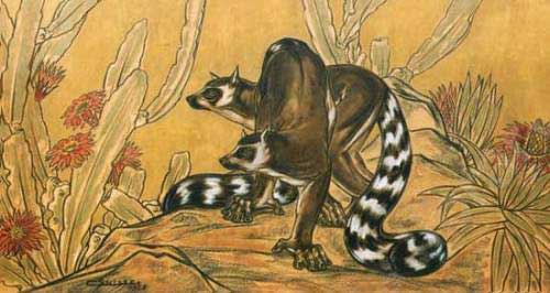 Makis dans les philocactus en fleurs. 1928.