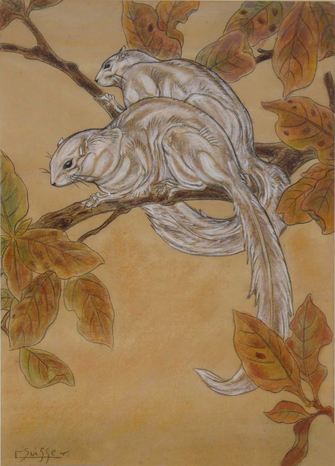 Écureuils de Malaisie branchés