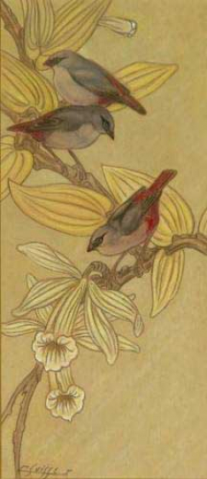 Gaston SUISSE (1896-1988) - Astrild dans les fleurs de vanille