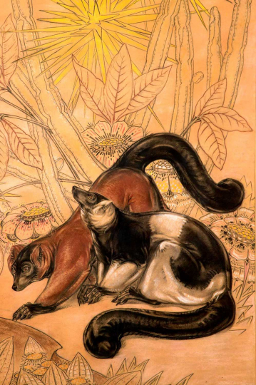 Gaston SUISSE (1896-1988) - Couple de makis varis.