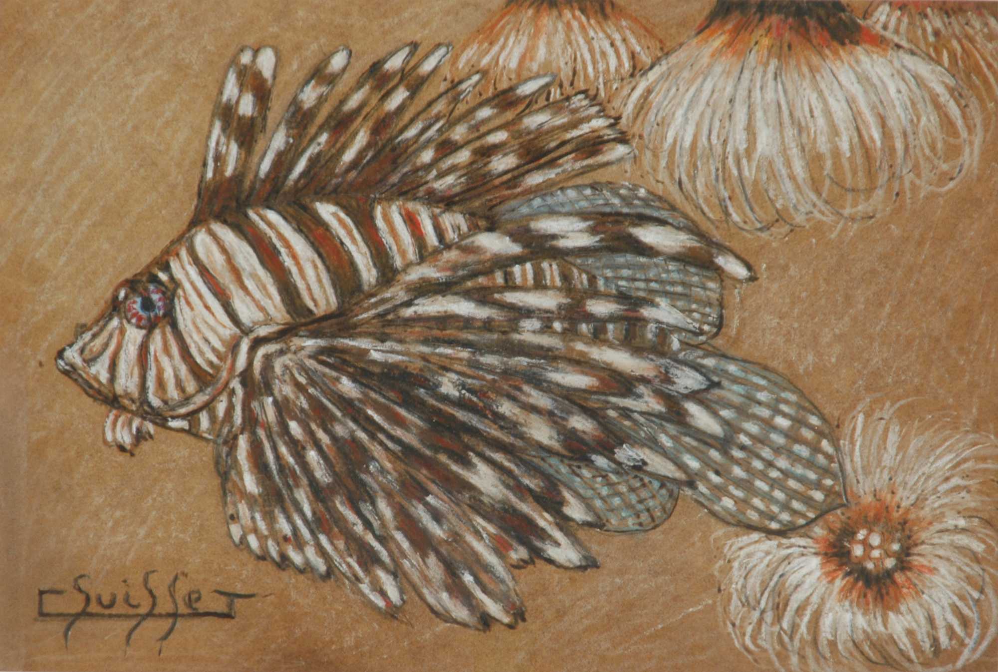 Volitan et anémones de mer