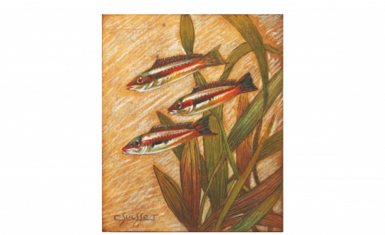 Gaston SUISSE (1896-1988) - Les girelles.