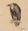 Vente par "Millon SVV Paris" du 24/03/2026 - Vautour (24/03/2026) (lot n°127)
