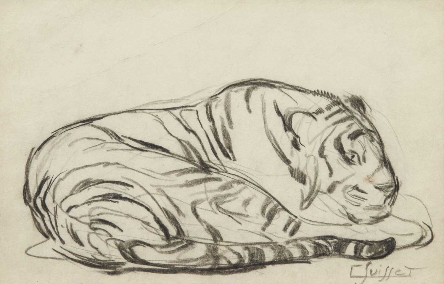 Tigre couché.
