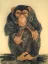 Gaston SUISSE (1896-1988) - Chimpanzé