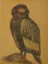 Gaston SUISSE (1896-1988) - Aigle bateleur, 1927.