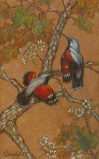 Gaston SUISSE (1896-1988) - Trichodromes branchés