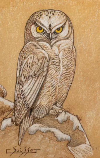 Gaston SUISSE (1896-1988) - Harfang des neiges (1)